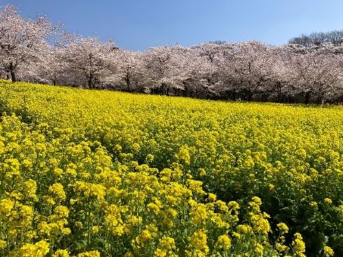 立川市（たちかわし）魅力発見！