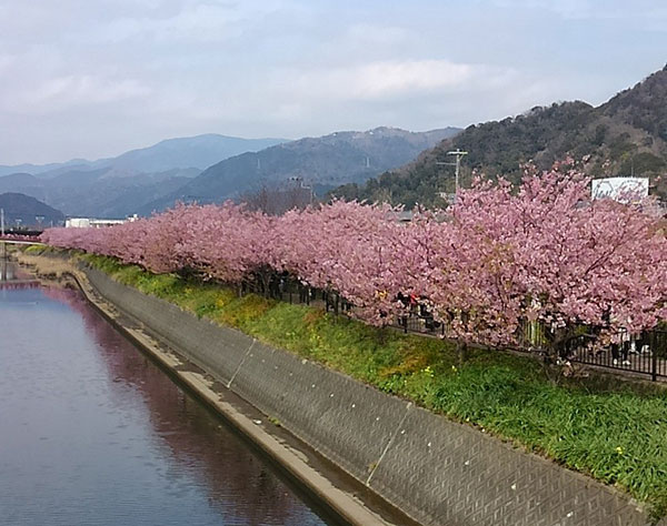 東伊豆の河津町の名所、河津桜の魅力